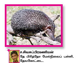 சுட்டி ஸ்டார் நியூஸ்