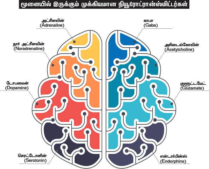 தலையில் அடிபட்டால் மொழி மறந்து போகலாம்