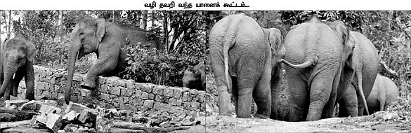 வழி தவறிய யானைகள்... உயிர் குடிக்கும் வனத் துறை!
