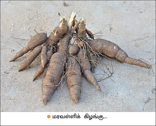 மகத்தான வருமானம் கொடுக்கும் மரவள்ளி!