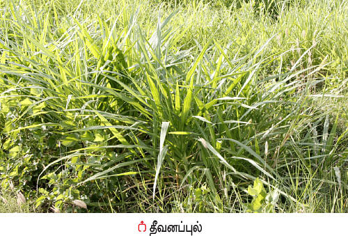 நீங்கள் கேட்டவை: தேனீக்கள் யானைகளை விரட்டுமா?