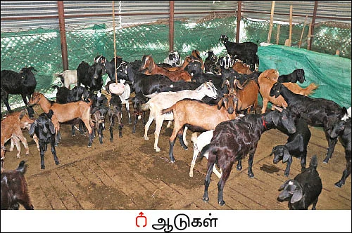 பத்து ஏக்கர் நிலத்தில் ஒரு பசுமைப் பண்ணை!