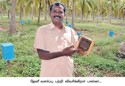 தேன் மழை பொழியுது...தென்னை மகசூல் கூடுது...