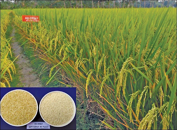 நல்ல மகசூல் தரும் புதிய ரகங்கள்!