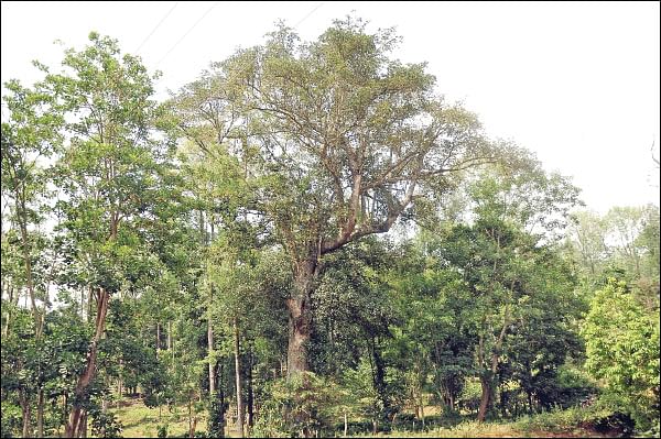 மரம் செய விரும்பு! - ருத்திராட்ச மரம்... தமிழ்நாட்டிலும் வளரும்!