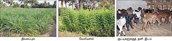 ஜம்..ஜம்..ஜமுனாபாரி !