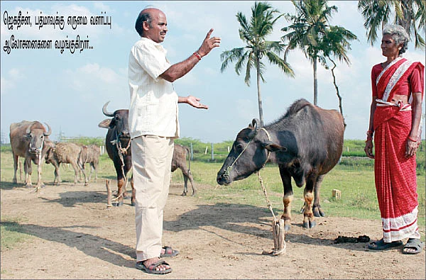 பால் உற்பத்தியைப் பெருக்கும் பலே யோசனைகள்...