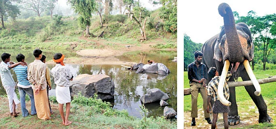 முதுமலையில் முத்தமிடும் 'செம்மொழி'!