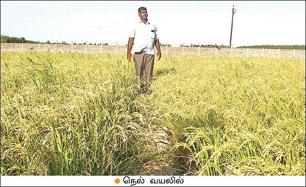 கலக்கலான வருமானம் தரும் கலப்புப் பயிர்கள்!