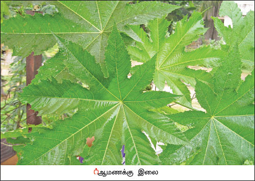 நல்மருந்து - தெரிந்த செடிகள்... தெரியாத பயன்கள்! - 10