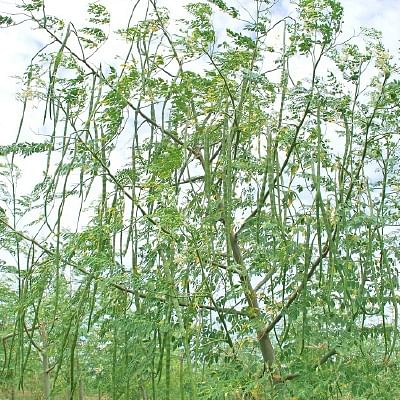 நீங்கள் கேட்டவை: ‘‘முருங்கையில் கம்பளிப் புழு... தீர்வு என்ன?’’