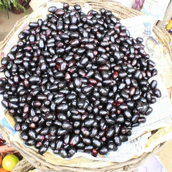 நாவல் பழங்கள்