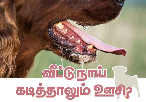 தடுப்பூசி ரகசியங்கள் : வீட்டு நாய் கடித்தாலும் ஊசி ?