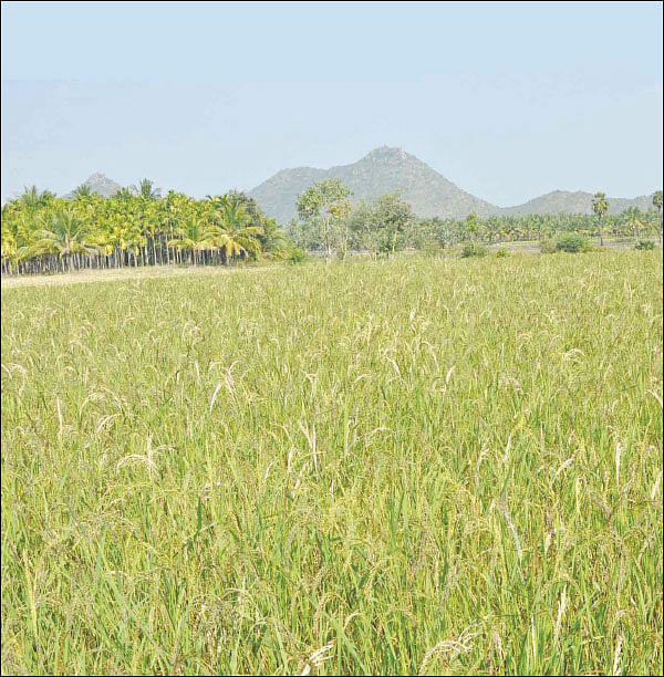 நீங்கள் கேட்டவை: வளமிழந்த நிலத்தை ஜீரோ பட்ஜெட் முறையில் வளமாக்க முடியுமா?