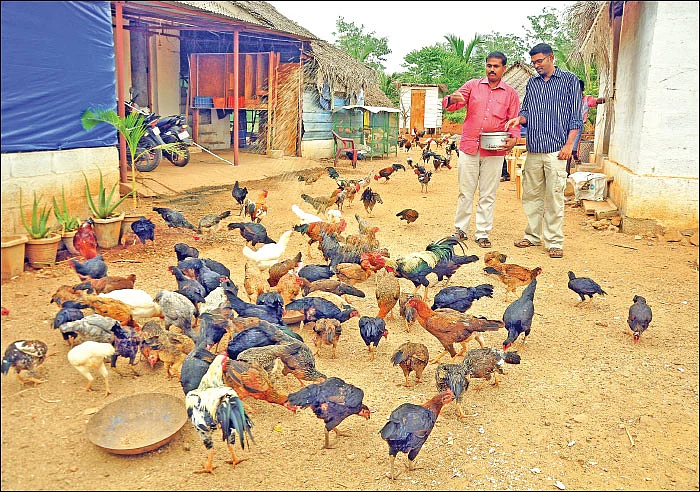 பணம் குவிக்கும் பண்ணைத்தொழில்கள்! - 2 - 380 தாய்க்கோழிகள்... 40 சேவல்கள்... மாதம் ரூ. 2,25,000 - நல்ல லாபம் கொடுக்கும் நாட்டுக்கோழிகள்!