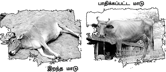 கால்கள் விரைத்துச் சாகும் பசுக்கள்!