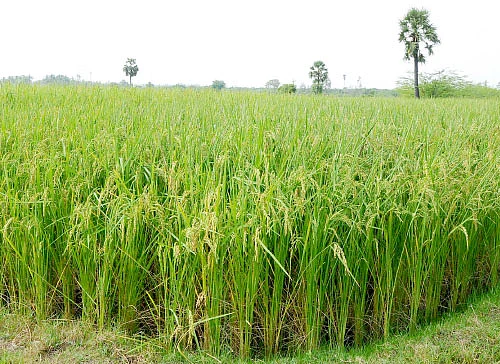 மழைக்கால பயிர் பாதுகாப்பு மற்றும் முன் எச்சரிக்கை...
