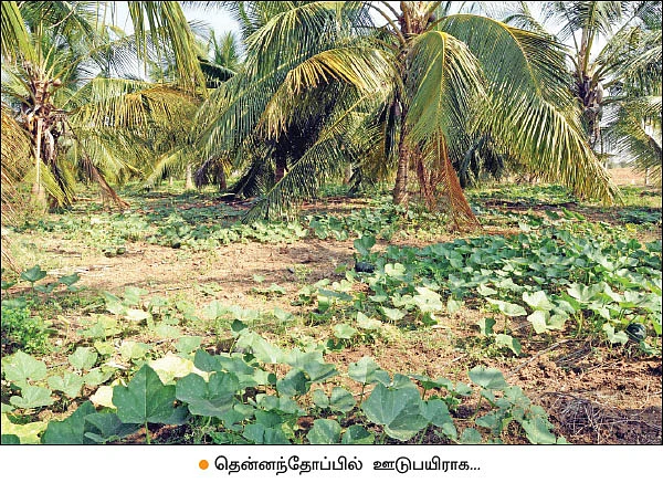 ஊடுபயிரில் உன்னத லாபம்... - உற்சாக விளைச்சல் தரும் இயற்கை நுட்பம்!