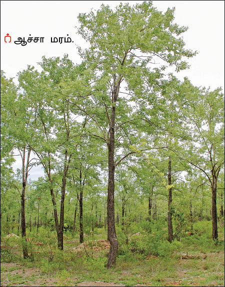 மரம் செய விரும்பு! - 16 - தேக்கைவிடக் கடினமான ஆச்சா மரம்!