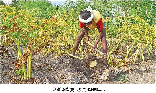 ஆடிப் பட்டத்துக்கு ஏற்ற சேனைக்கிழங்கு!