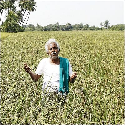 கறுப்பு கவுனி... தங்கச் சம்பா... விருது வாங்கிக்கொடுத்த இயற்கை விவசாயம்!