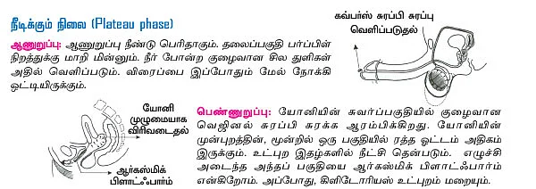 அந்தப்புரம் - 17