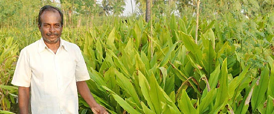 பஞ்சகவ்யா - 3