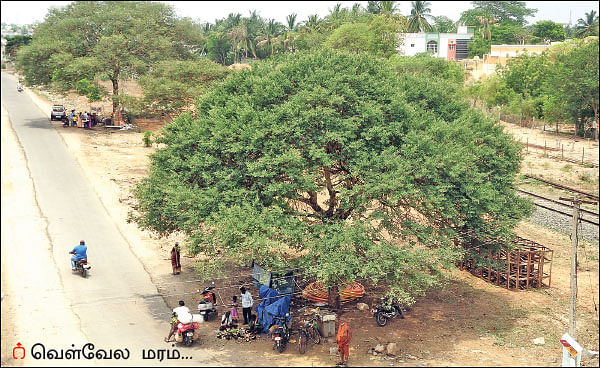 மரம் செய விரும்பு! - கருவேலம்... வெள்வேலம்... கால்நடைகளுக்குக் கண்கண்ட தீவனம்!