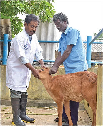 இன்றைய கன்று... நாளைய ‘பணம் தரும்’ பசு!