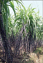 தண்டோரா : இலவசப் பயிற்சிகள்