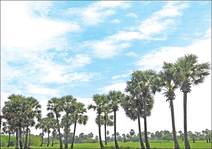 மரம் செய விரும்பு! - 20 - பனை கொடுக்கும் பயன்கள்!