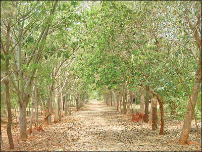 நீங்கள் கேட்டவை: விளைச்சலைக் கூட்டும் ‘மணிலா அகத்தி!’