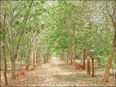 நீங்கள் கேட்டவை: விளைச்சலைக் கூட்டும் ‘மணிலா அகத்தி!’