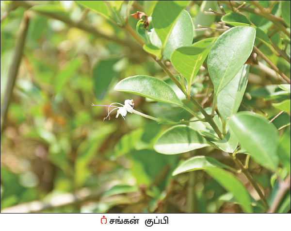 நல்மருந்து தெரிந்த செடிகள்... தெரியாத பயன்கள்! - 17