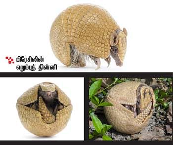உலகின் ‘கிக்’ திருவிழா!
