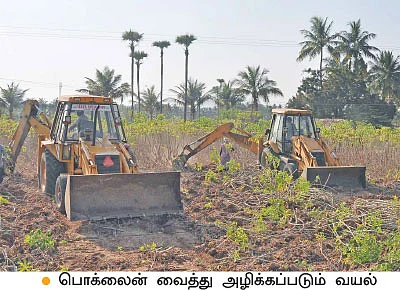 வீழ்ந்தது மரவள்ளி விலை... மாட்டுக்குத் தீவனமாகும் அவலம்!