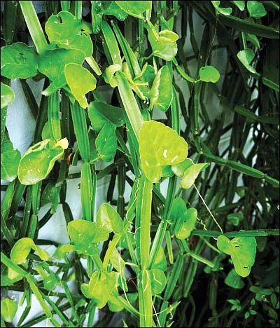 பெண்களின் வலி போக்கும் பிரண்டை