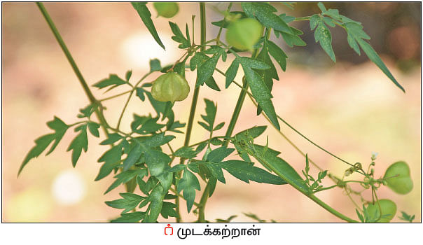 நல்மருந்து தெரிந்த செடிகள்... தெரியாத பயன்கள்! - 16