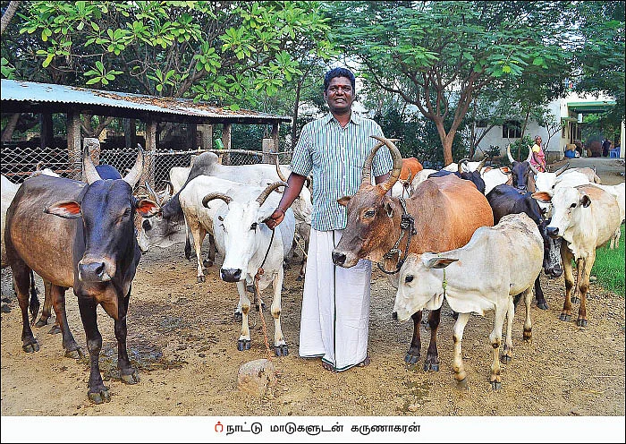 நாட்டு மாடுகளின் மகத்துவம்... நம்மாழ்வார் சொல்லிய சூத்திரம்!