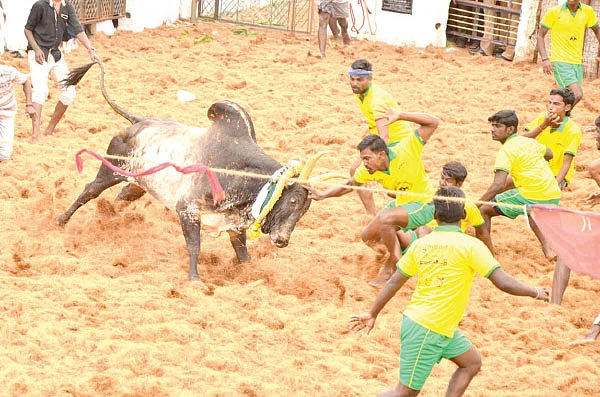 “காளைகளைப் பாதுகாக்கவே ஜல்லிக்கட்டு!” - சபாஷ் பராசரன்