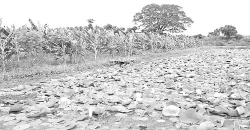 நீங்கள் கேட்டவை: மானாவாரியில் மலைவேம்பு வளருமா?