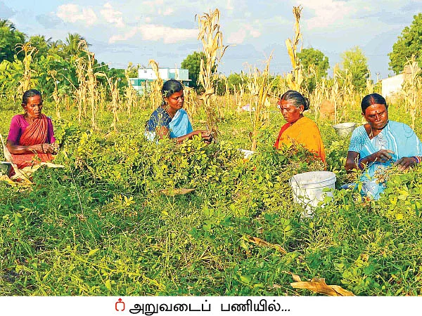 இனிப்பான லாபம் கொடுக்கும் ‘இயற்கை’ நிலக்கடலை + ஊடுபயிர்கள்...