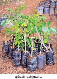 ஏக்கருக்கு 3 லட்சம்...