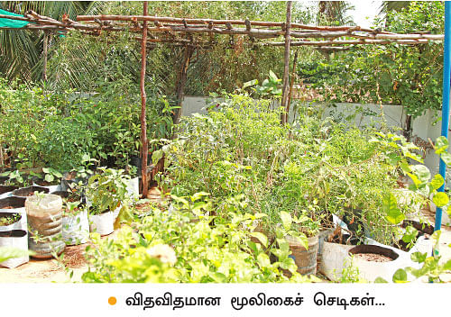 மாடியில் மூலிகைத்தோட்டம்!