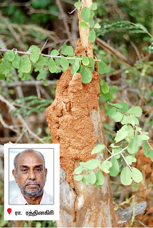 நீங்கள் கேட்டவை : 'நான் ஓவன்' பைகளைப் பயன்படுத்தலாமா...?’