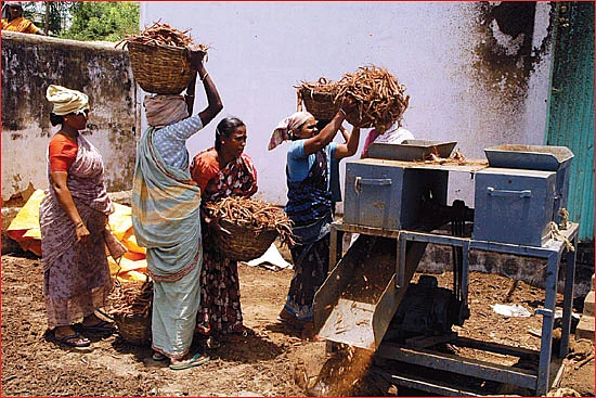 கொட்டிக் கொடுக்கும் கோலியஸ்... பணக் கிழங்கு!