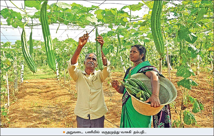 பலமான வருமானம் தரும் பந்தல் சாகுபடி! - 40 சென்ட் நிலத்தில் ரூ.90,000