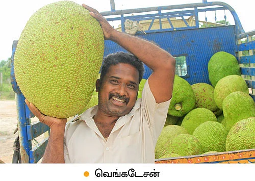 வரப்புப் பயிரிலும் வளமான வருமானம்... ‘பலே பண்ருட்டி பலா!
