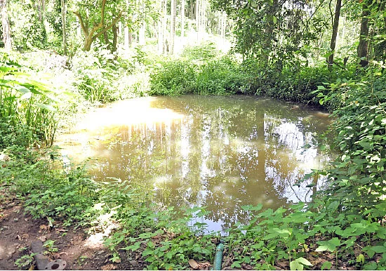 வாரம் 25 ஆயிரம் ரூபாய்.... மலைவாழை, கத்திரி, மிளகாய், கீரைகள்...