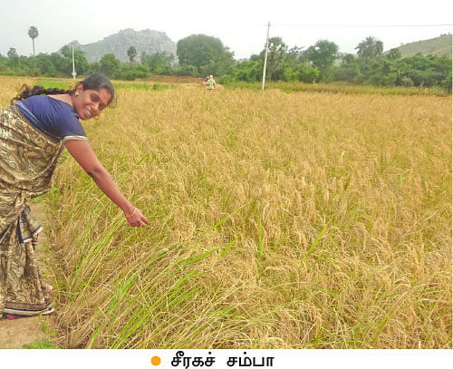 ஆடு, கோழி, மாடு, நெல், எலுமிச்சை...குடும்பத் தலைவியின் இயக்கத்தில் ஓர் ஒருங்கிணைந்த பண்ணை!